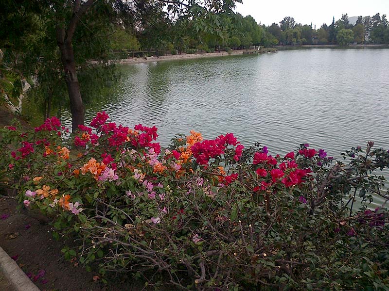 laguna