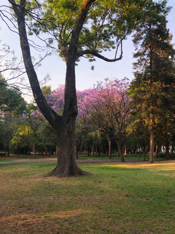 ¿Y si lo traigo en los zapatos?