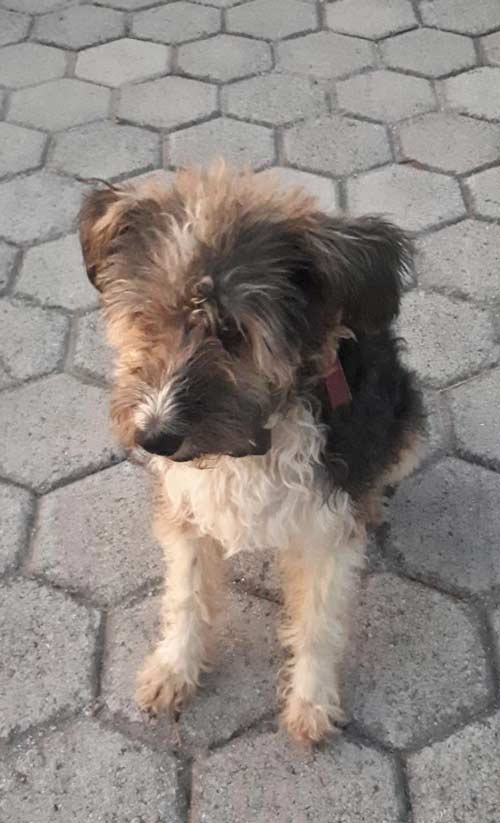 Sus dos últimos perros